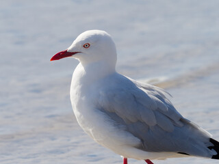 Fototapeta premium Silver Gull (Chroicocephalus novaehollandiae) on the sand with water in background at Nelson Bay Port Stephens New South Wales Australia