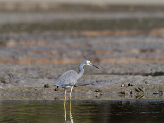 White-faced Heron (Egretta novaehollandiae) patrolling a sandflat at low tide with water in background.