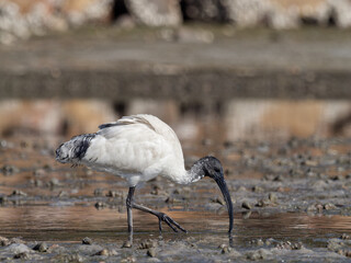 Obraz premium Australian White Ibis (Threskiornis molucca) searching for nippers and crabs at low tide with out of focus rock wall in background.