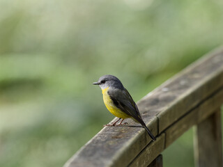 Eastern Yellow Robin (Eopsaltria australis) perched on a timber handrail with green bokeh background