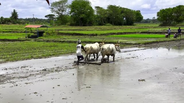 A farmer plows his field with a pair of oxen in preparation for rice planting in mysore India - 2nd september 2025