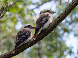 A pair of Laughing Kookaburra (Dacelo novaeguineae) perched in a gumtree in the Australian bush.
