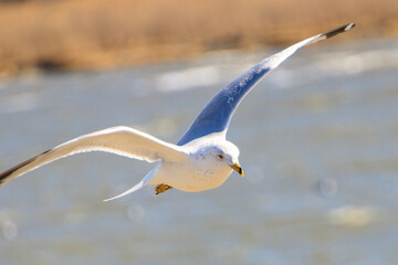Seagull gliding over a shimmering body of water during a sunny day by the shore