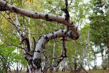 Fototapeta premium tree in the garden
