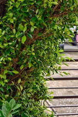 green grass in a garden