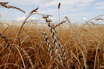 Obraz premium field of wheat