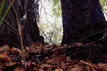 tree stump in autumn forest