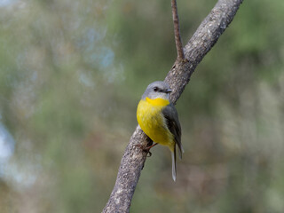 Eastern Yellow Robin (Eopsaltria australis) perched vertical on a branch with bokeh bush background.