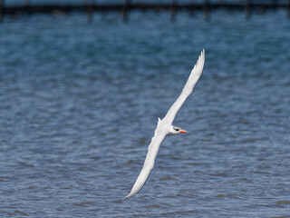 Caspian Tern (Hydroprogne caspia) flying over water  in an estuary.