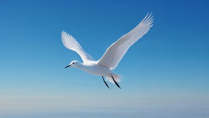 Fototapeta premium White Seagull in Flight Against a Blue Sky