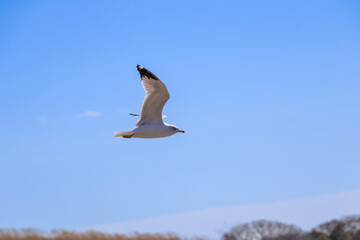 Seagull gracefully flying over a coastal landscape under a clear blue sky