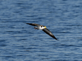 Masked Lapwing (Vanellus miles) in flight with spurs showing over water.