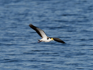 Masked Lapwing (Vanellus miles) in flight with spurs showing over water.