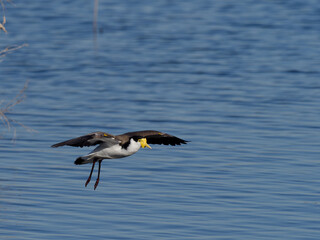 Masked Lapwing (Vanellus miles) in flight with spurs showing over water.