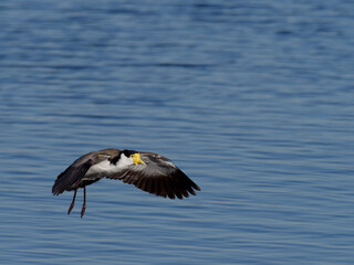 Masked Lapwing (Vanellus miles) gliding in over the water about to land on the shoreline.