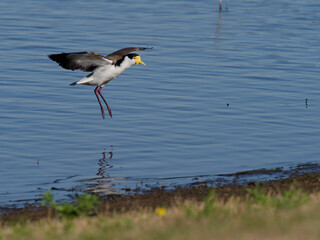 Masked Lapwing (Vanellus miles) gliding in over the water about to land on the shoreline.