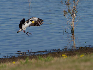 Masked Lapwing (Vanellus miles) gliding in over the water about to land on the shoreline.