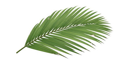 Obraz premium Vibrant green palm frond detail lush foliage tropical botany natural element isolated for design transparent background
