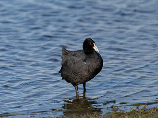 Eurasian Coot or Common Coot (Fulica atra) standing in shallows  or shore with water in background