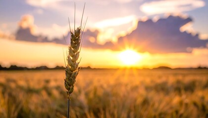 Golden wheat ear at sunset