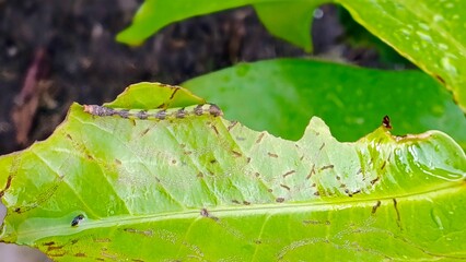 A close-up macro photograph of a caterpillar on a vibrant green leaf. The leaf shows significant pest damage from being eaten, with holes, scrape marks, and water droplets