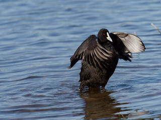 Eurasian Coot or Common Coot (Fulica atra) in water displaying wings