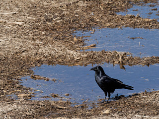 Australian Raven (Corvus coronoides) standing next to a puddle in a creek bed that has dried out.