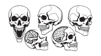 Hand-drawn skull. Sketch of anatomical skulls from various angles, gothic tattoo style. A vector set featuring human skeletons and dead heads for Halloween engravings