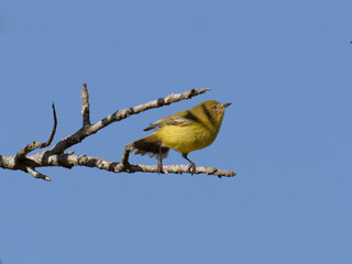 Yellow Thornbill ( Acanthiza nana) perched on a branch with clean blue sky background.