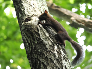 夏毛のエゾリス