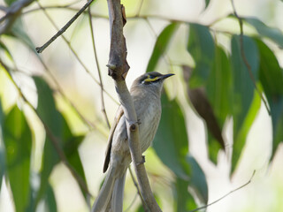 Yellow-faced Honeyeater (Caligavis chrysops) close up perched on a branch with green eucalyptus leaves in the background