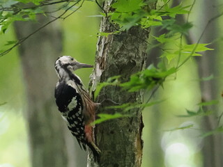 樹木の幹を突くオオアカゲラ