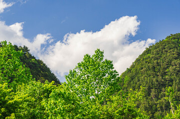 Obraz premium 新緑の山と青空