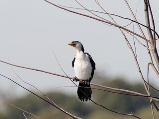 Little-pied Cormorant (Microcarbo melanoleucos ) perched in a tree with water in background.