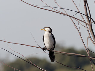 Little-pied Cormorant (Microcarbo melanoleucos ) perched in a tree with water in background.