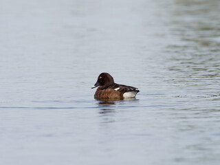 Hardhead or White-eyed Duck (Aythya australis) swimming alone on a lake.