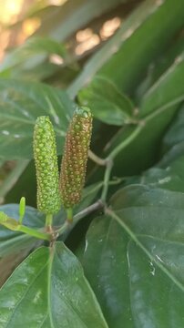 Vertical video close-up of Javanese Long Pepper (cabe jawa) on the vine. Shows both green and ripening fruit, a rare spice used in cooking. A natural, organic ingredient.