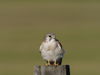 Nankeen Kestrel (Falco enchroides) perched on a wood fence post with bokeh sky and green foliage background at Maitland new South Wales Australia