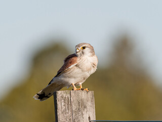 Nankeen Kestrel (Falco enchroides) perched on a wood fence post with bokeh sky and green foliage background at Maitland new South Wales Australia