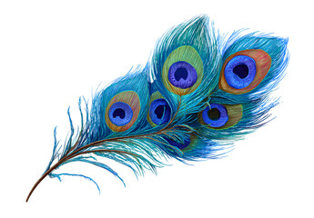 two peacock feather clip art images isolated on a transparent background..png