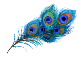 two peacock feather clip art images isolated on a transparent background..png