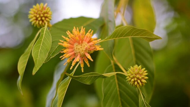 Mitragyna speciosa Korth (Kratom) flower on branch, Green leaf background with kratom tree and dark plant leaves Mitragyna Speciosa Korth medicinal plants wide-angle