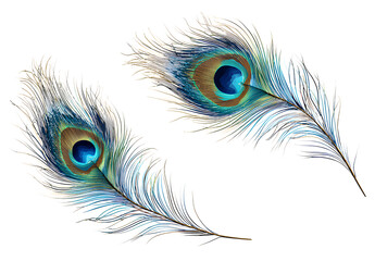 Obraz premium two peacock feather clip art images isolated on a transparent background..png