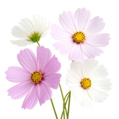 Fototapeta premium A bouquet of delicate pink and white cosmos flowers, arranged against a bright white background, showcasing vibrant colors and intricate petal details.