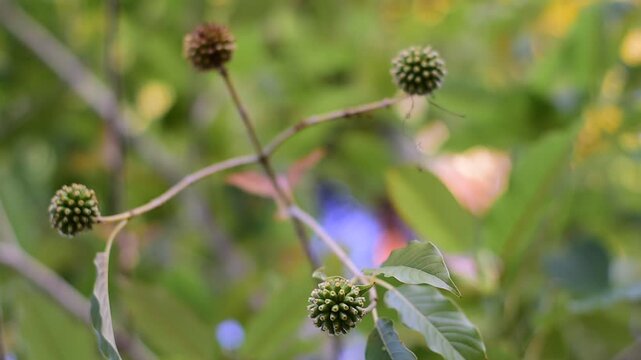 Mitragyna speciosa Korth (Kratom) flower on branch, Green leaf background with kratom tree and dark plant leaves Mitragyna Speciosa Korth medicinal plants wide-angle
