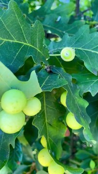  Plant pathology close-up of a damaged oak leaf infected with galls caused by parasitic gall wasp larvae, concept of tree disease and forest pest infestation.