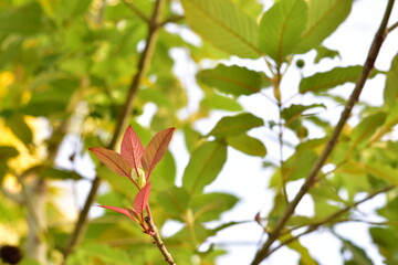 Mitragyna speciosa Korth (Kratom) flower on branch, Green leaf background with kratom tree and dark plant leaves Mitragyna Speciosa Korth medicinal plants wide-angle