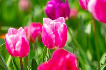 Blossom background. This is a tulip. The Spring flower.