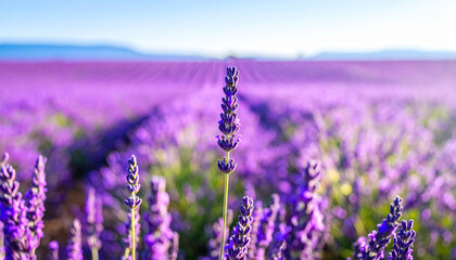 Obraz premium Purple Dream in Provence: A stunning, sweeping vista of a lavender field, with individual stalks in vibrant bloom. The image captures the essence of the countryside. 
