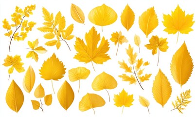 Obraz premium Golden autumnal leaves isolated on white background, with varying shapes and textures arranged in a pleasing composition